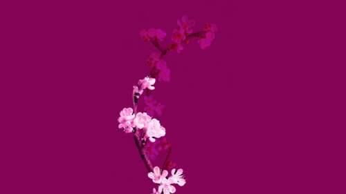 A minimalist arrangement of cherry blossom flowers in a soft purple aesthetic style. wallpaper