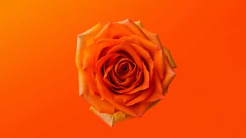 A vibrant close-up of an orange rose with a matching monochromatic orange background. wallpaper