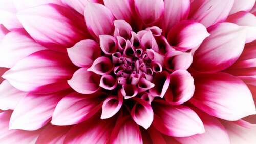 A detailed macro photograph of a blooming pink dahlia flower showing intricate petal... wallpaper