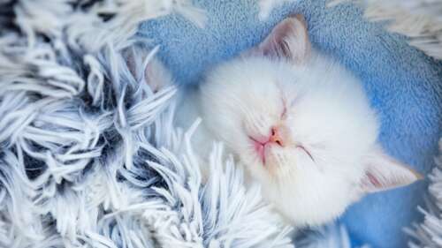 A cute, fluffy white kitten sleeping peacefully with soft fur. wallpaper