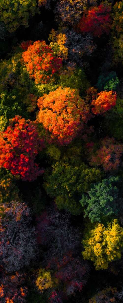 Aerial view of a vibrant autumn forest with colorful red and orange foliage. wallpaper download