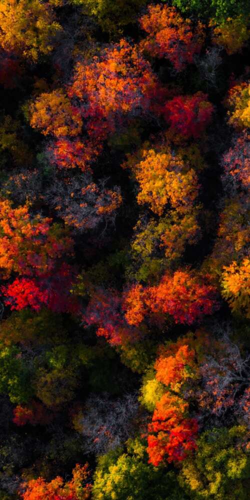 A high-angle aerial view of a dense forest displaying vibrant autumn colors, including... free wallpaper