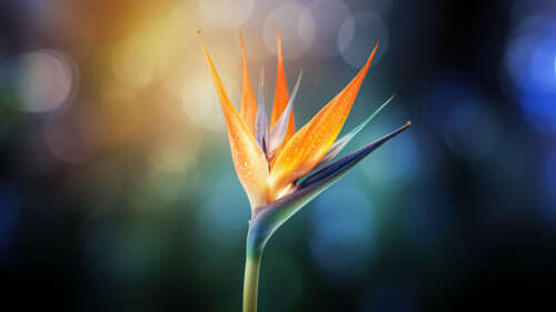 A vibrant, close-up macro photograph of a Bird of Paradise flower with sharp details... free wallpaper