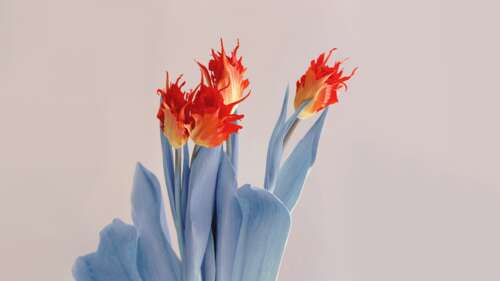 A close-up, high-resolution shot of beautiful red flowers with soft, aesthetic lighting. wallpaper