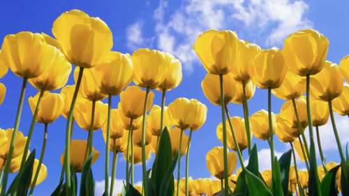 A close-up view of vibrant yellow tulips blooming in a sunny garden during the day. wallpaper
