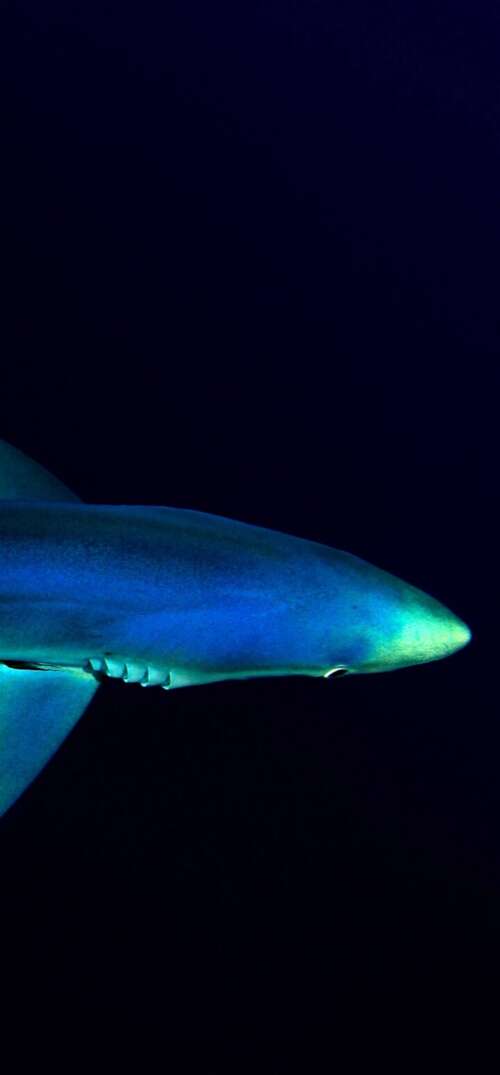 Dark, atmospheric underwater scene of the deep Atlantic Ocean abyss. wallpaper