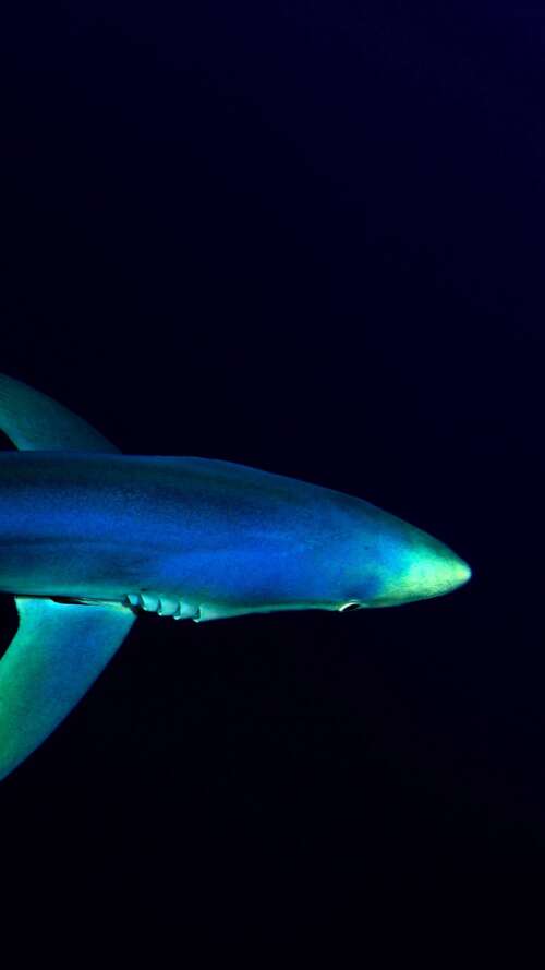 Abyssal Silence: The Deep Atlantic