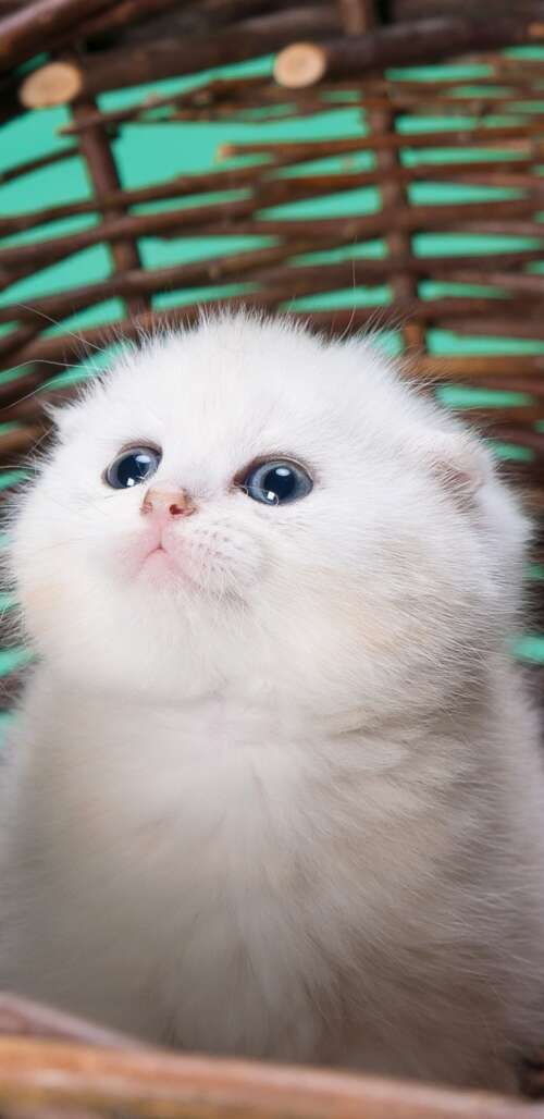 A fluffy white kitten and a small puppy sitting together inside a basket against... free hd wallpapers