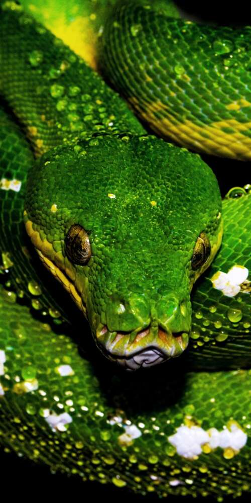 Close-up shot of a green python with glistening water drops on its scales against... wallpaper