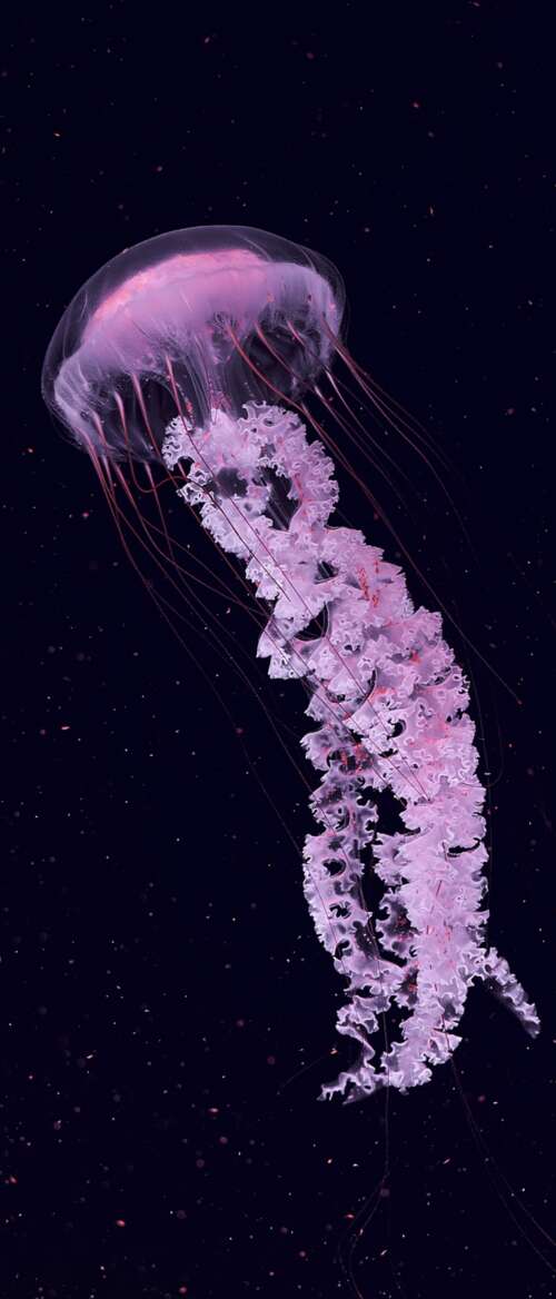 A vibrant pink jellyfish with glowing tentacles floating in a dark, underwater sea... wallpaper