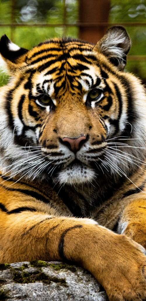 A detailed close-up shot of a tiger's face with intense eyes and lush green foliage... lock screen wallpaper