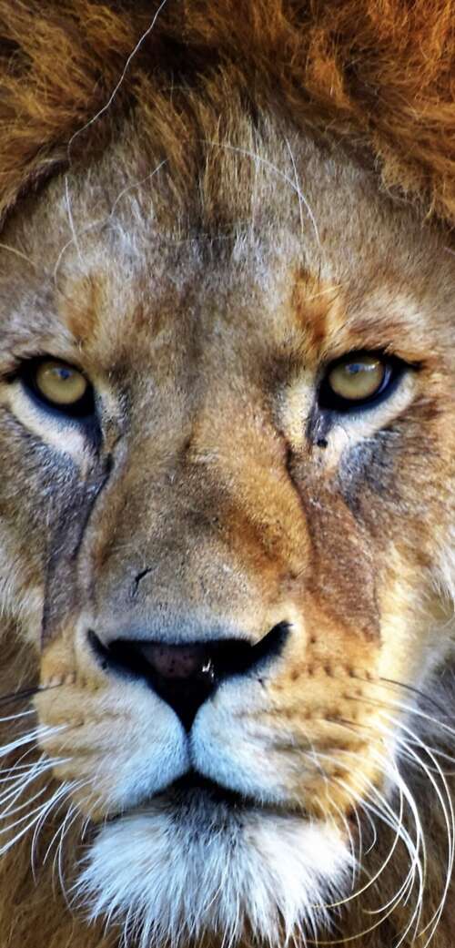 A detailed close-up portrait of an African lion looking forward with an intense expression. free wallpaper