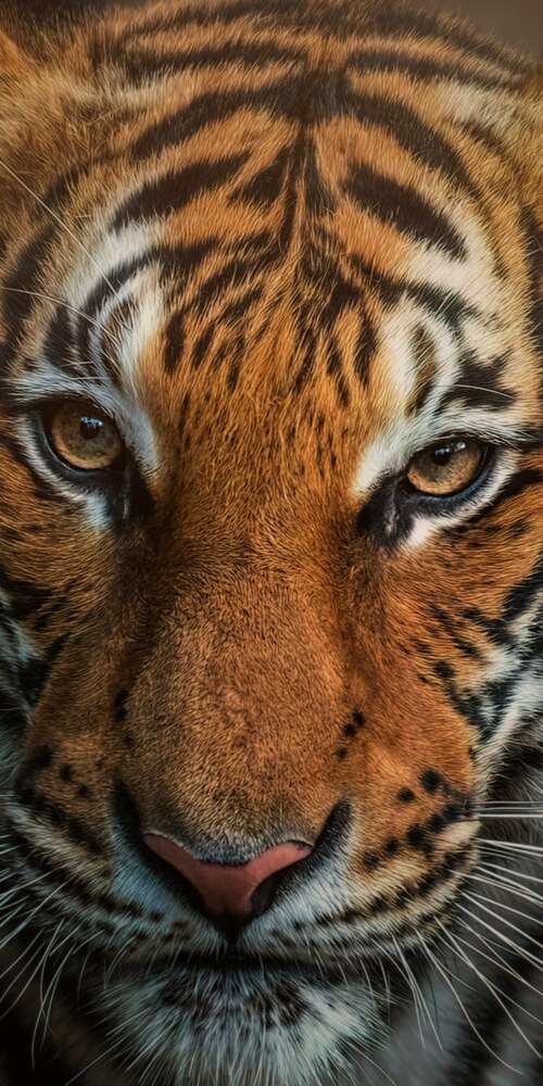A detailed close-up of a Bengal Tiger's face, focusing on its intense gaze and unique... pictures for wallpaper