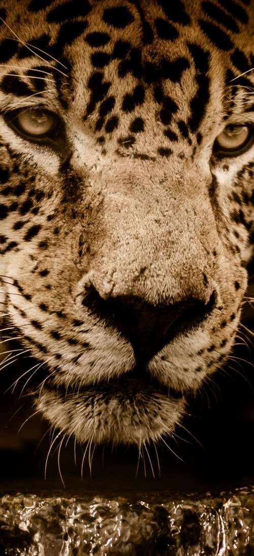 A detailed close-up portrait of a jaguar with striking eyes, isolated against a solid... free wallpaper