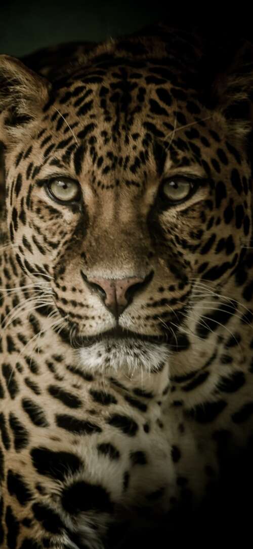 A close-up, high-contrast portrait of a leopard with distinctive spots against a... wallpaper
