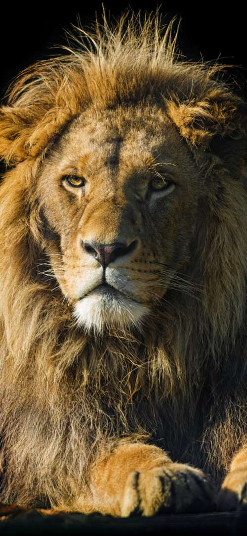 A high-detail close-up portrait of a male lion with a thick mane against a solid... wallpaper download