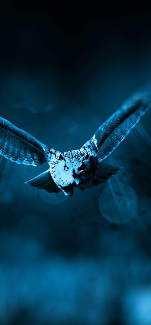 An owl flying through a dark forest under blue moonlight with a bokeh background. wallpaper
