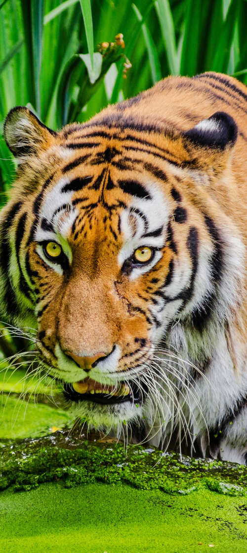 A large Siberian tiger sitting near a green pond in a lush, green forest environment. free background