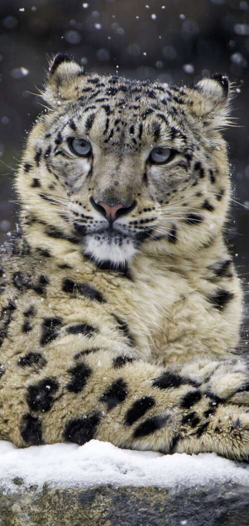 A close-up shot of a snow leopard with thick spotted fur amidst a snowy winter landscape. wallpaper