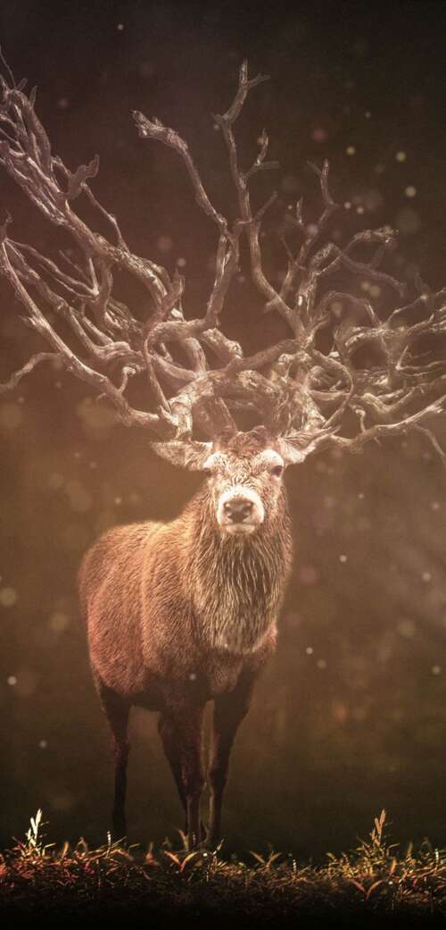 A majestic deer standing among rocks in a dark forest with sun rays piercing through... wallpaper