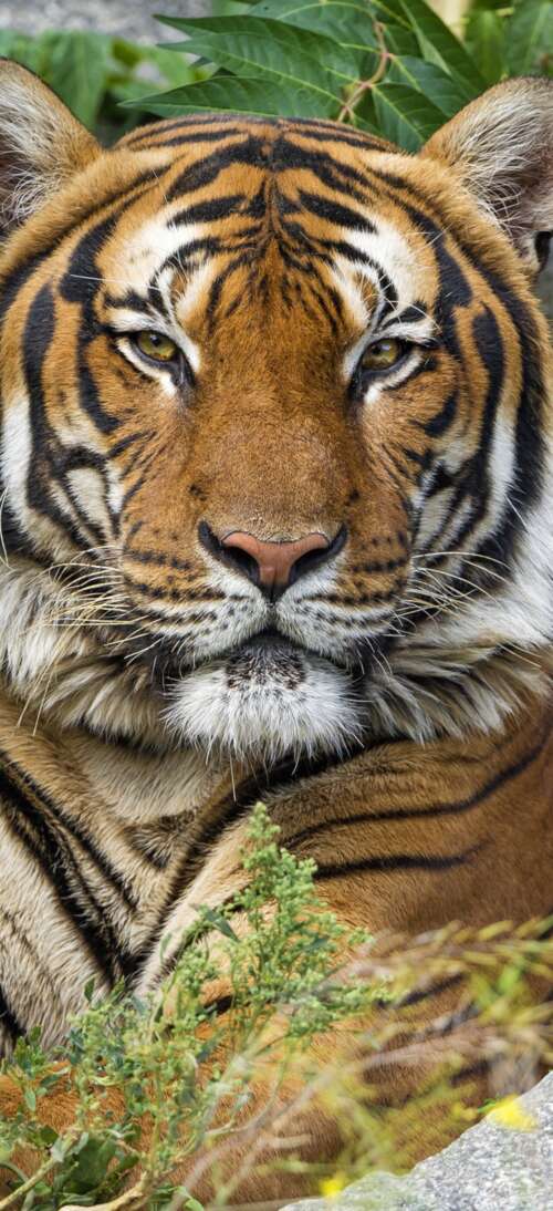 A detailed, high-resolution close-up of a tiger's face showing its unique stripe... wallpaper download