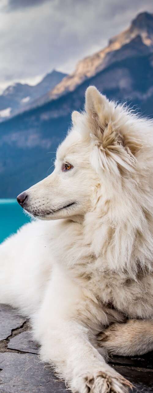 A fluffy white dog sitting peacefully by the blue waters of Lake Louise with majestic... wallpaper
