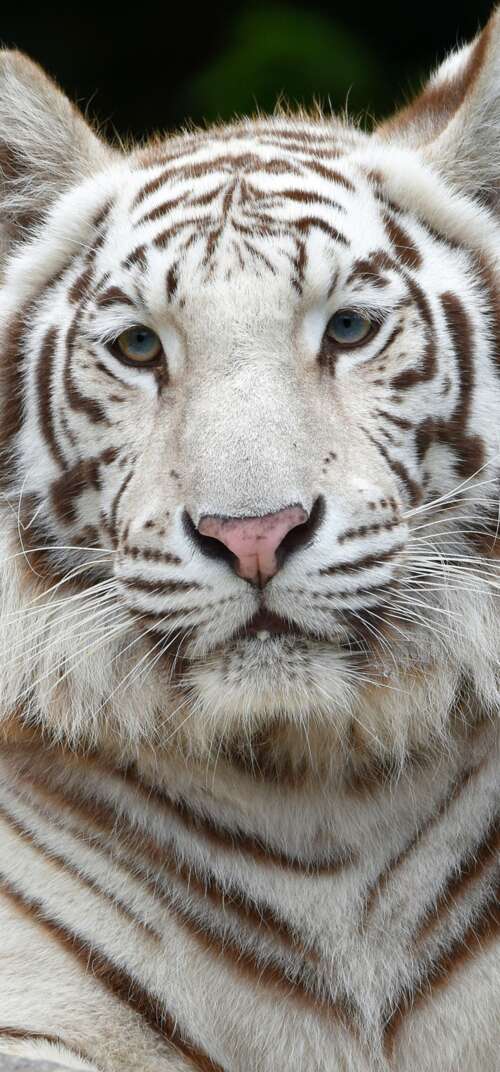 A detailed close-up of a majestic White Siberian Tiger with prominent black stripes... download free wallpaper for phone