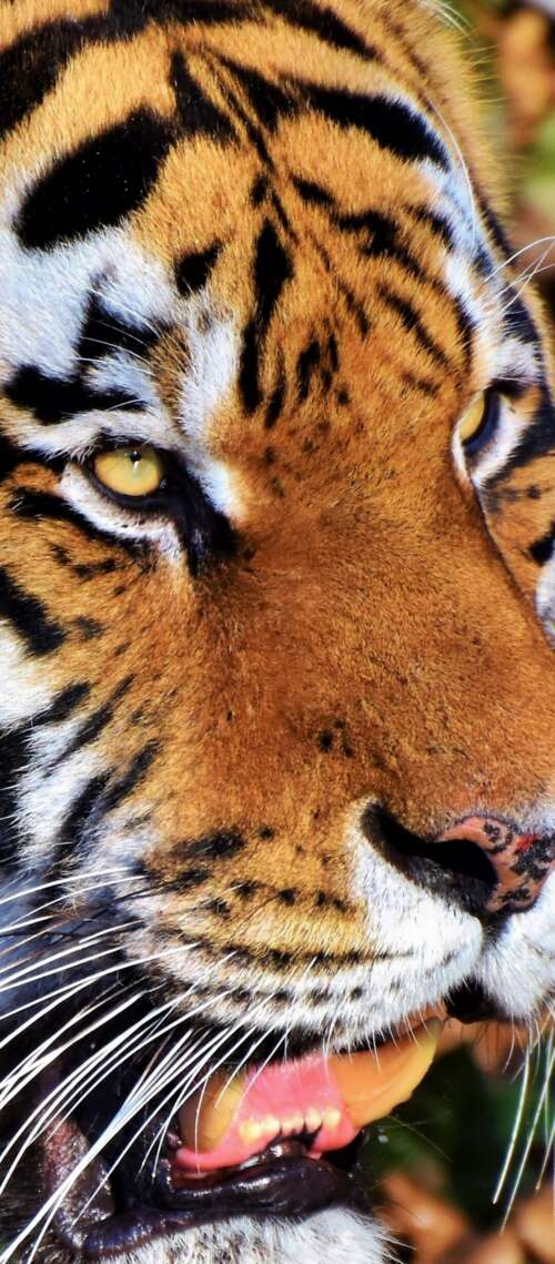 A detailed close-up portrait of a tiger's face featuring intense eyes and prominent... wallpaper