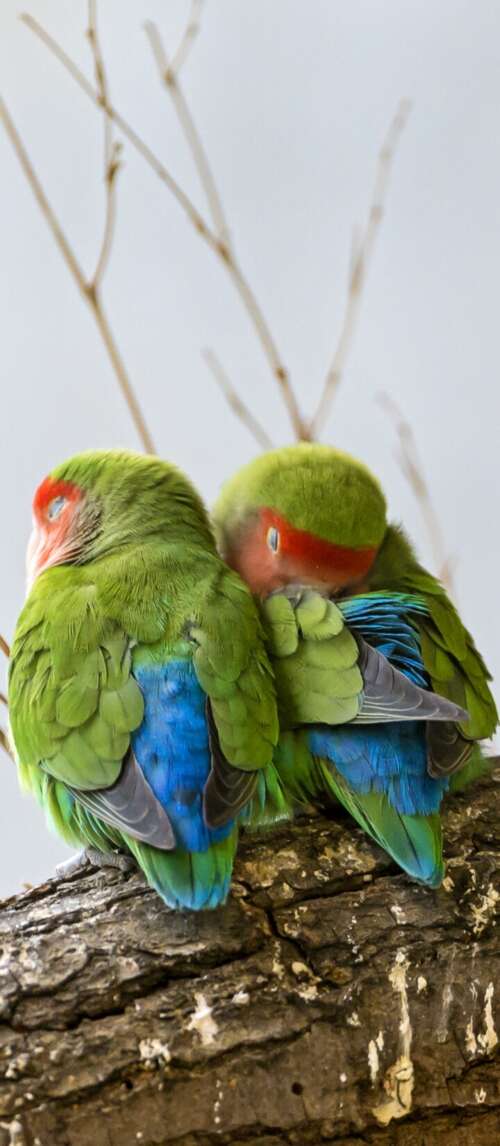 A pair of colorful, cute birds sitting side-by-side on a green tree branch surrounded... wallpaper