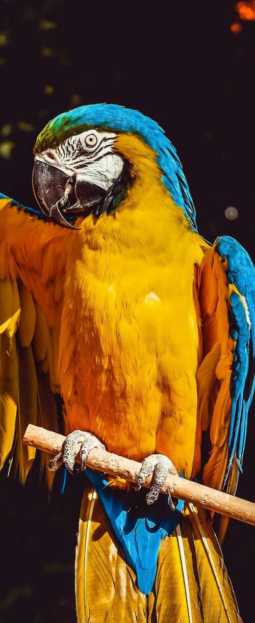 A close-up, highly detailed view of a vibrant yellow macaw with colorful feathers... wallpaper