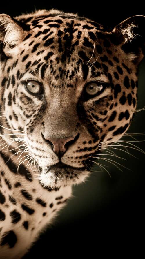 Intense Leopard Portrait in Darkness
