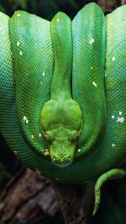 Verdant Python on a Forest Branch