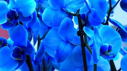 A close-up shot of vibrant blue orchid flowers and azure blossoms. wallpaper