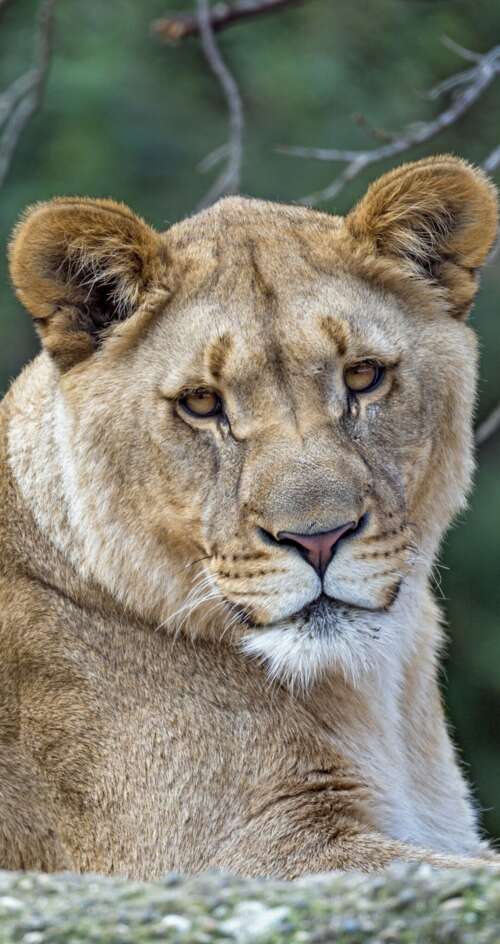A detailed close-up portrait of a young lioness looking intensely forward while resting... wallpaper