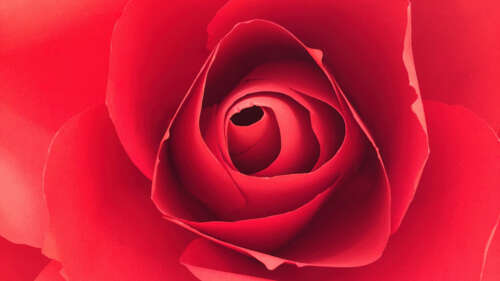 Vibrant Red Rose Macro