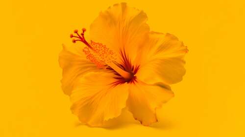 Macro view of bright yellow hibiscus flowers with a matching yellow backdrop. wallpaper