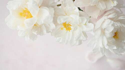 Close-up of delicate white peony flowers with soft petals on a clean white background. wallpaper