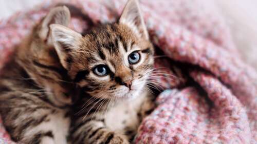 Cozy Aesthetic Kitten
