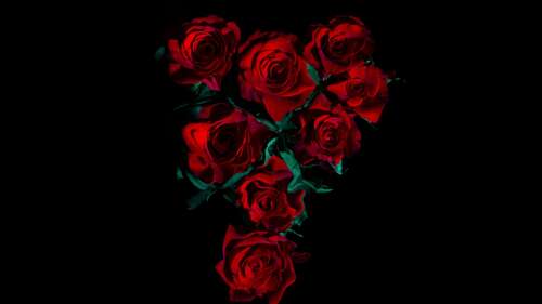 Deep Red Roses on Black Background