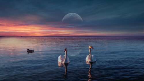 Serene Swans at Twilight