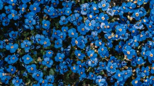 Azure Spring Bloom Garden