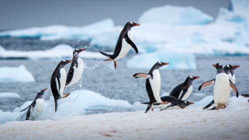 Frozen Antarctic Wilderness