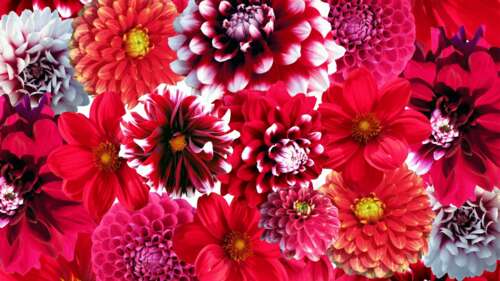 Vibrant Red Dahlia Blossoms