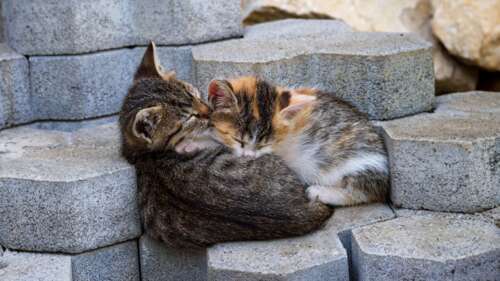 Peaceful Sleeping Kittens