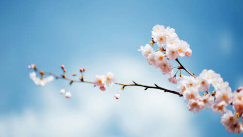 Delicate Sakura Bloom in Spring