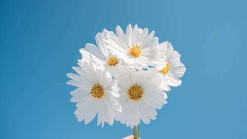 Serene White Daisies