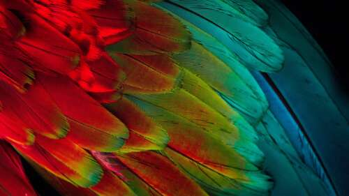 Vibrant Parrot Feather Pattern