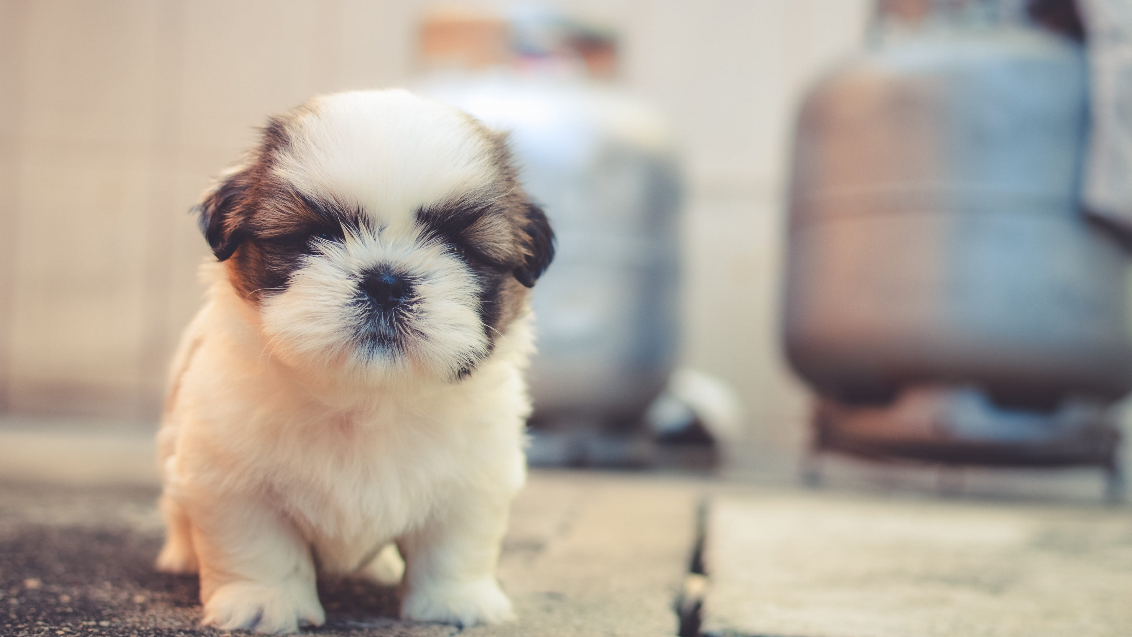 A group of adorable, fluffy puppies with soft fur huddled together.
