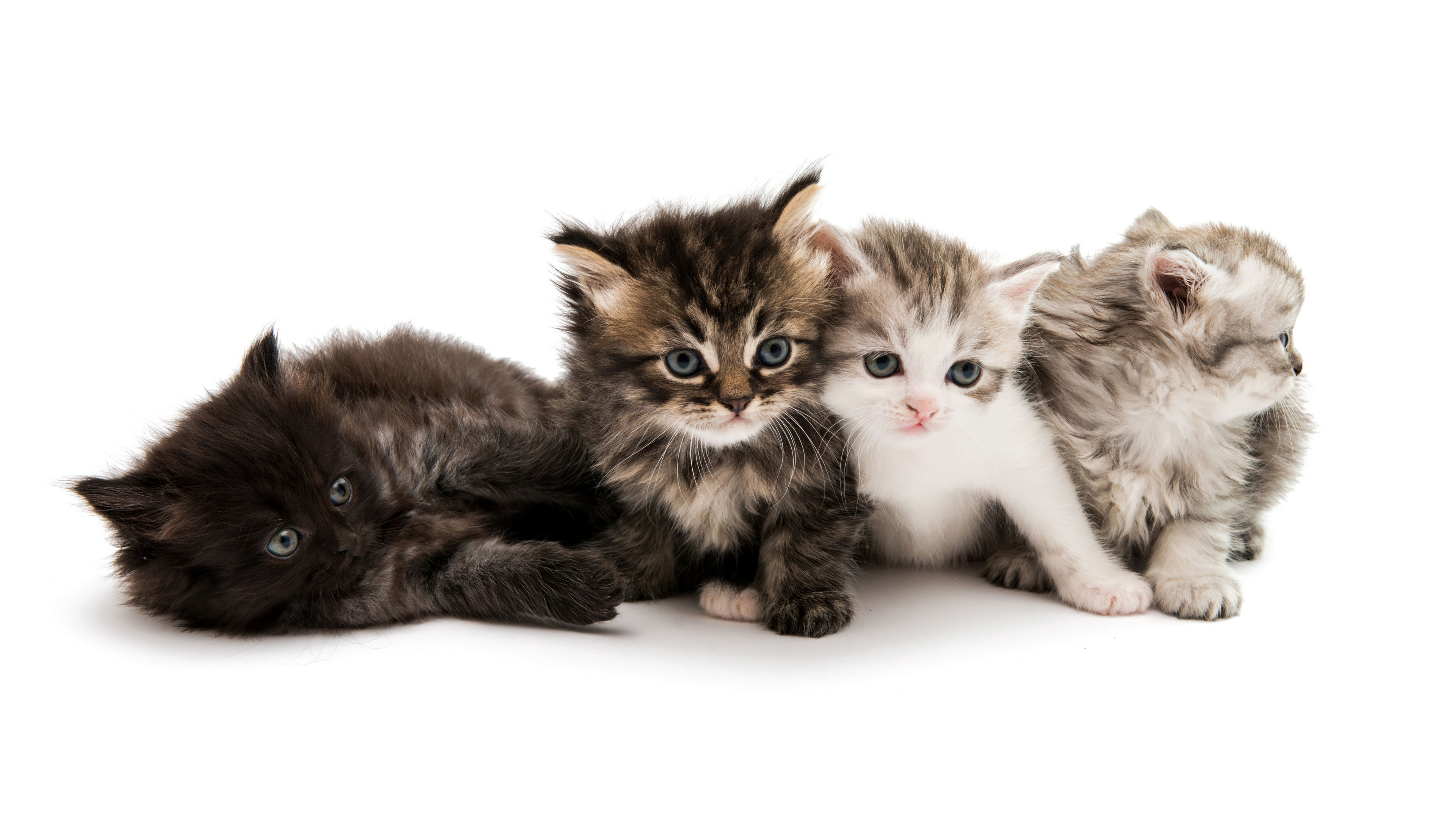 A group of small, cute kittens sitting together on a plain white background.