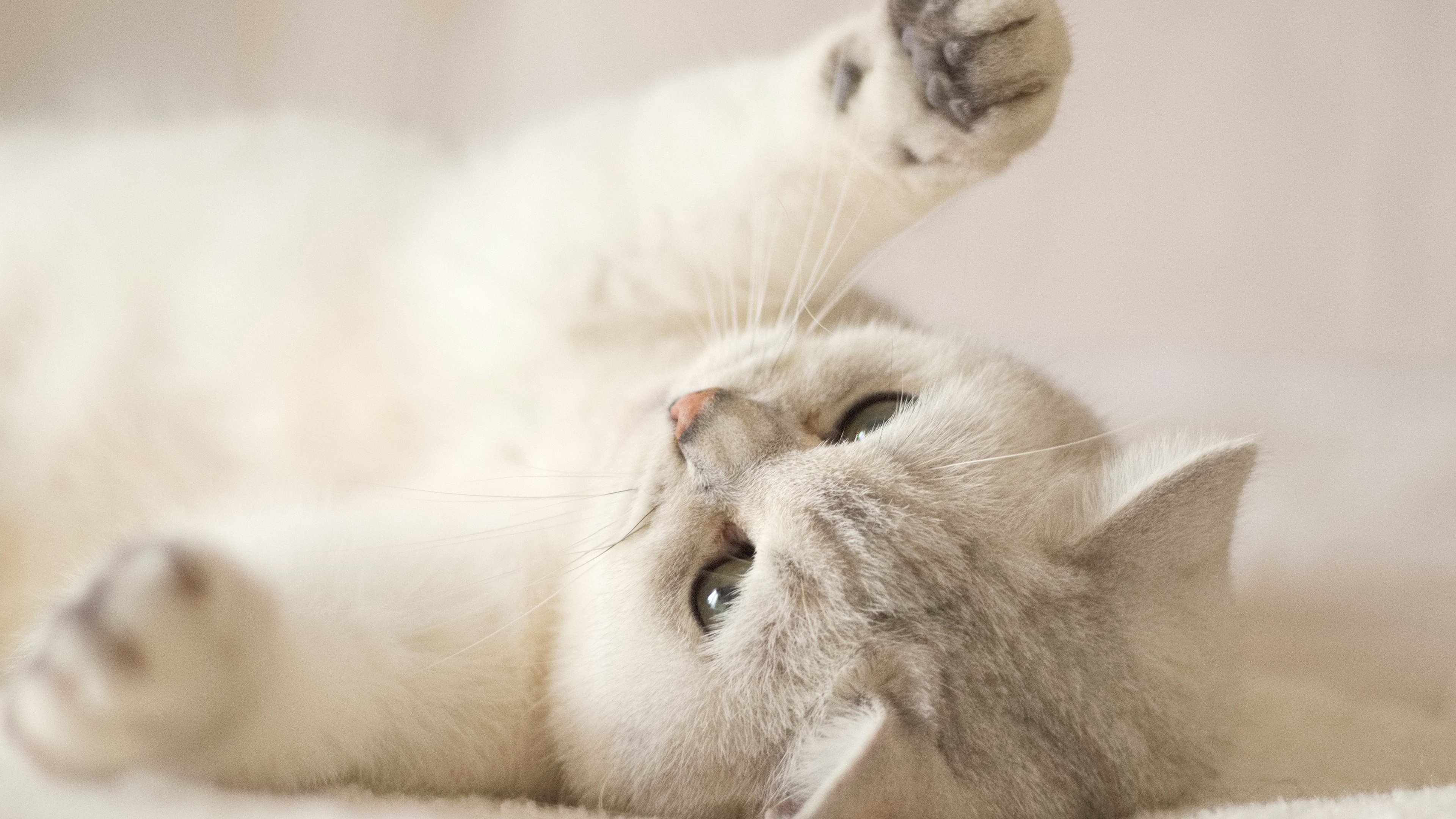A close-up portrait of a small, fluffy white kitten looking towards the camera.